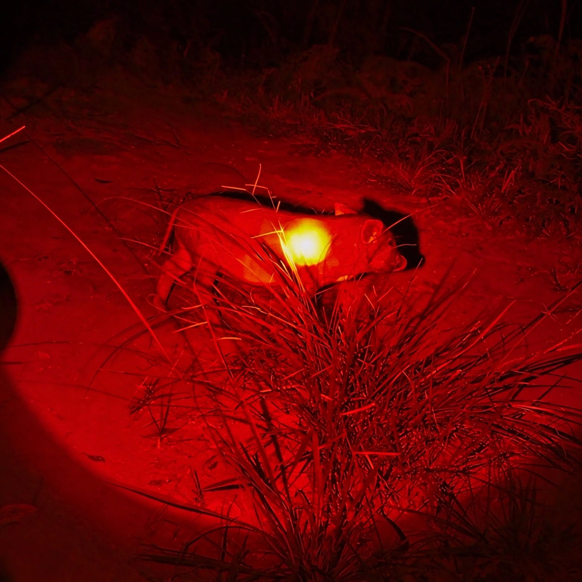 FIELDLUME HR1 red hunting light handheld flashlight pig hunting