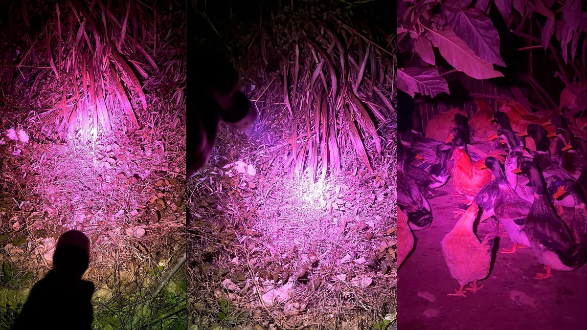FIELDLUME blood tracking light illuminating forest ground during a real nighttime field test